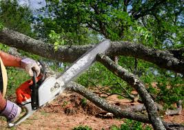 Best Tree Health Inspection  in Calais, ME